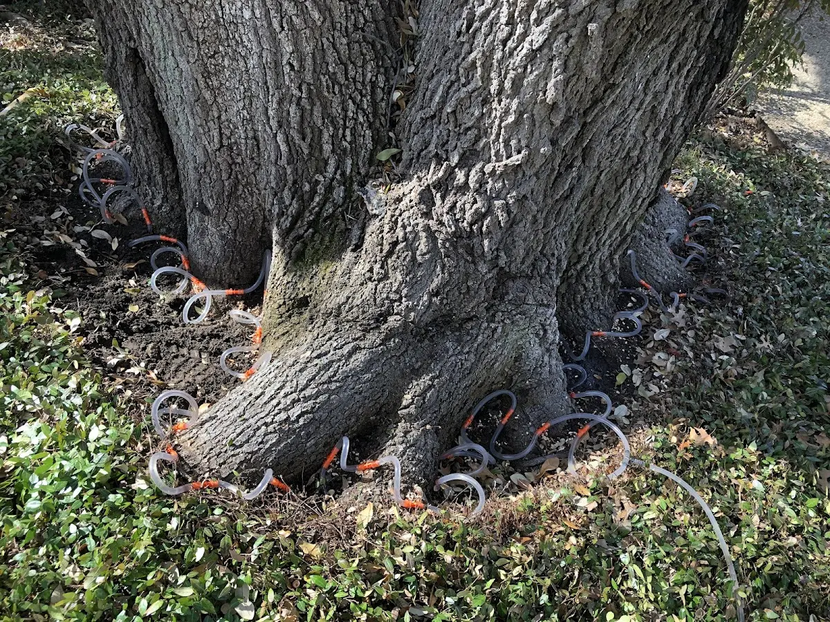 Detailed Tree Cabling and Bracing job site in South Sutton