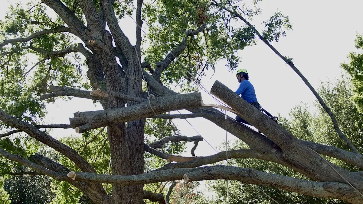Professional Crown Thinning performed by certified arborists in South Sutton