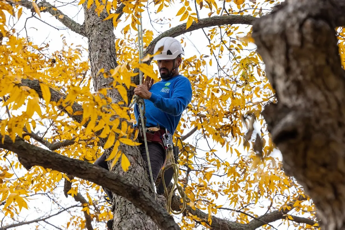 Skilled Storm Damage Cleanup crew working in South Sutton